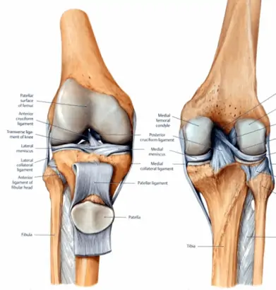 Knee anatomy displaying the ligaments surrounding the knee joint.