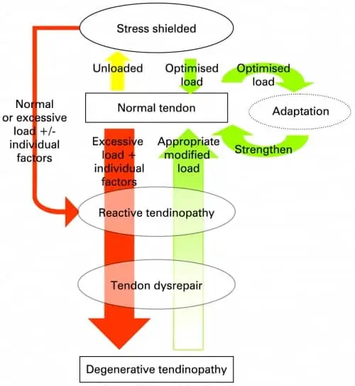 A flowchart displaying the presentation of tendinopathies ranging from stress shielded, to reactive and degenerative tendinopathies.