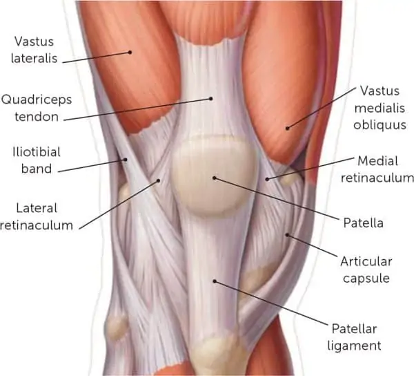 Knee joint anatomy relating to patellofemoral pain