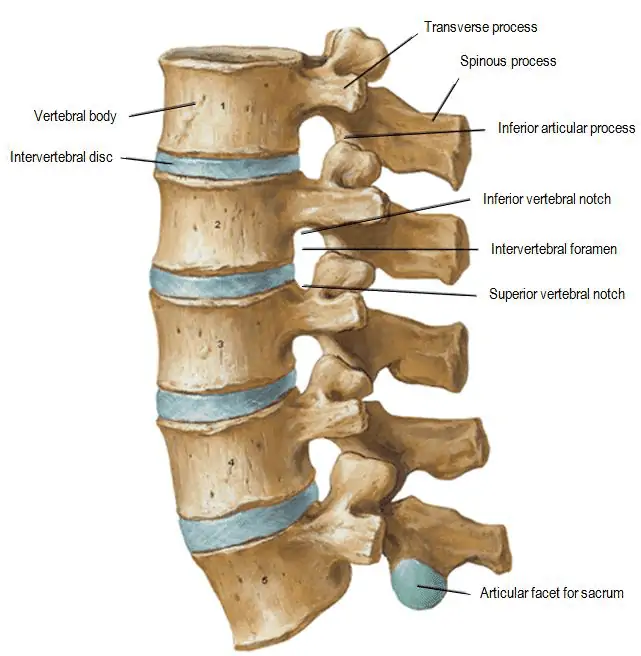 Lumbar vertebrae anatomy showing main ligaments 2