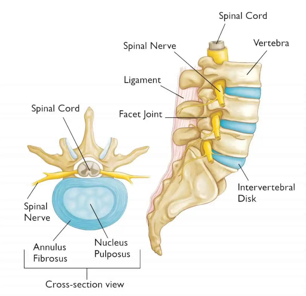 herniated disk normal anatomy