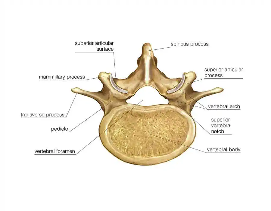 lumbar vertebra asklepios medical atlas