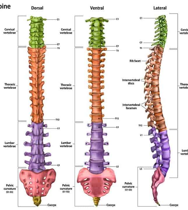 Detailed view of the structure of the spine showing 7 cervical vertebrae, 12 thoracic vertebrae, 5 lumbar vertebrae, and the sacrum and the coccyx