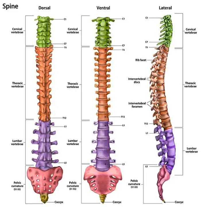 Detailed view of the structure of the spine showing 7 cervical vertebrae, 12 thoracic vertebrae, 5 lumbar vertebrae, and the sacrum and the coccyx