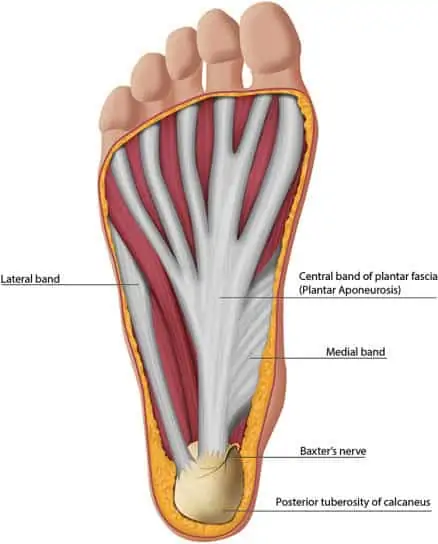 Anatomy of the plantar aspect of the foot demonstrating the bands of the plantar fascia